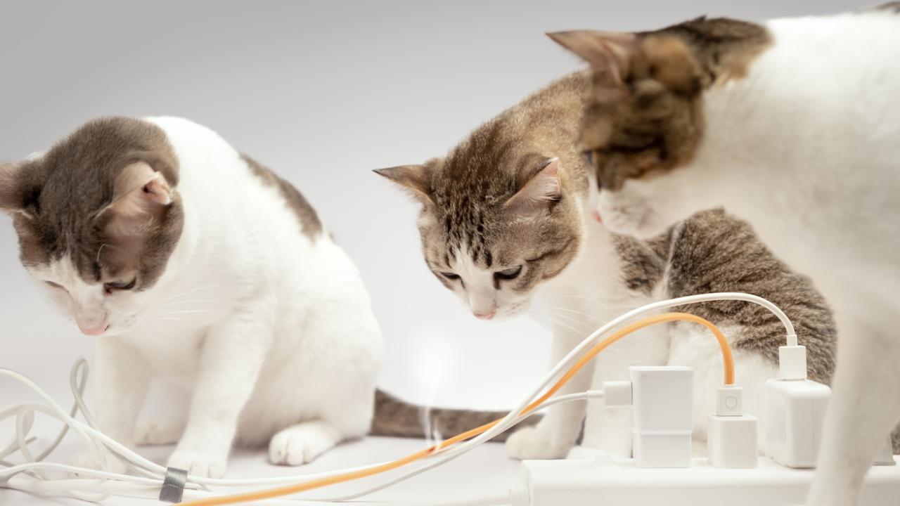 Three cats stare at computer wires, trying to understand what&#039;s gone wrong. 